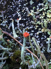 Cladonia macilenta