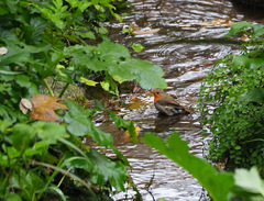 Erithacus rubecula