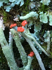 Cladonia macilenta