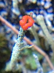 Cladonia macilenta