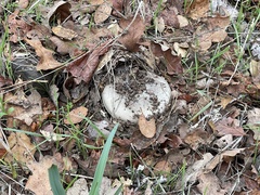 Lactarius argillaceifolius