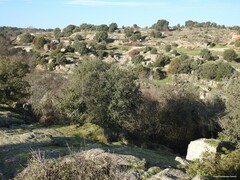 Juniperus oxycedrus