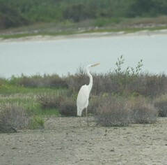 Ardea herodias occidentalis