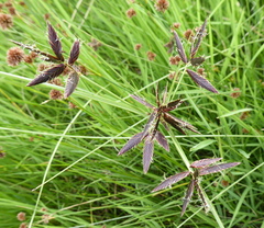 Cyperus macranthus