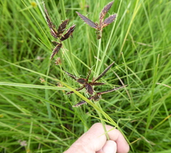 Cyperus macranthus