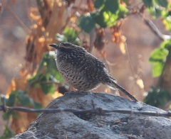 Campylorhynchus gularis