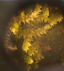 Sematophyllum adnatum