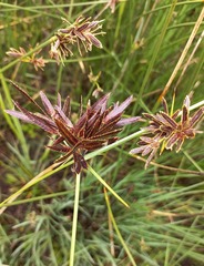 Cyperus macranthus