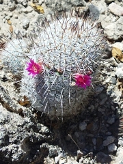 Mammillaria haageana meissneri