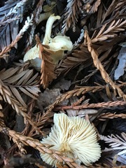 Gymnopus brassicolens