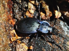Carabus amplipennis