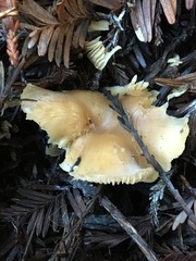 Gymnopus brassicolens