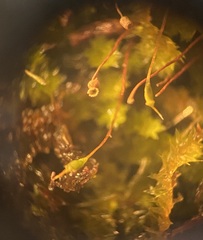 Sematophyllum adnatum
