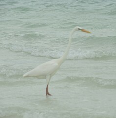 Ardea herodias occidentalis