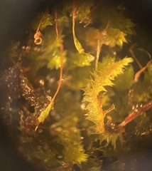 Sematophyllum adnatum