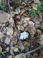 Amanita magniverrucata