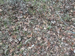 Lactarius argillaceifolius