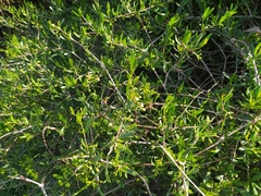 Periploca laevigata