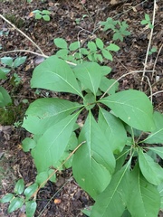Chionanthus virginicus