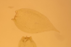 Sematophyllum adnatum