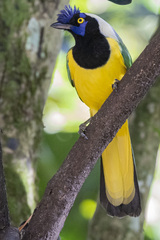 Cyanocorax yncas yncas