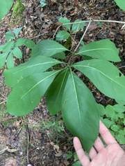 Chionanthus virginicus