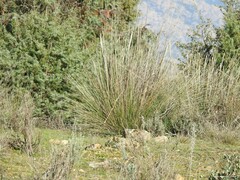 Lavandula pedunculata