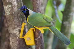 Cyanocorax yncas yncas