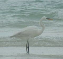 Ardea herodias occidentalis