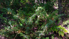 Juniperus communis depressa