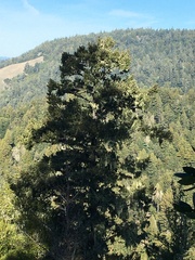 Pseudotsuga menziesii