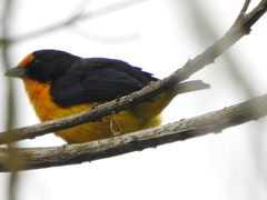 Euphonia violacea