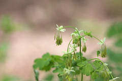 Thalictrum fendleri fendleri
