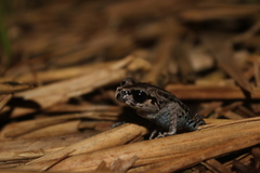 Leptobrachium hasseltii