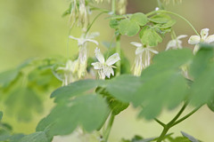 Thalictrum fendleri fendleri