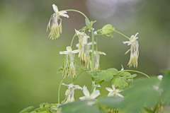 Thalictrum fendleri fendleri