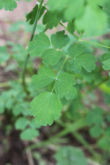 Thalictrum fendleri fendleri