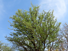 Vachellia erioloba