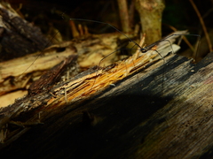 Sclerosomatidae