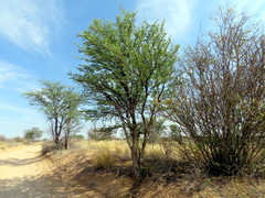 Vachellia erioloba