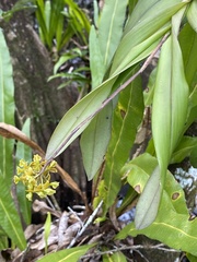 Epidendrum anceps