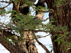 Vachellia erioloba