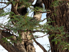 Vachellia erioloba