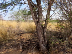 Vachellia erioloba