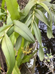 Epidendrum anceps