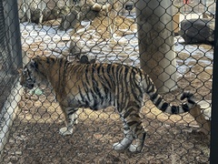 Panthera tigris
