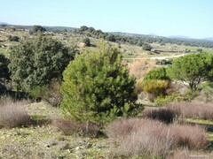 Quercus rotundifolia