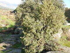 Juniperus oxycedrus