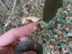 Lasioptera rubi