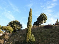 Juniperus oxycedrus